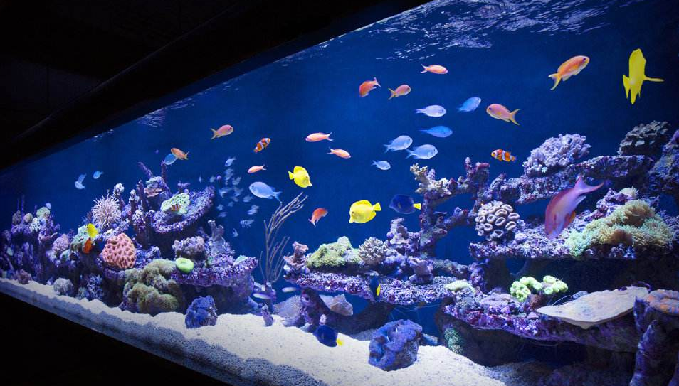 魚缸過濾器 魚缸過濾器